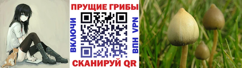Псилоцибиновые грибы Psilocybine cubensis  купить наркотик  Ржев 